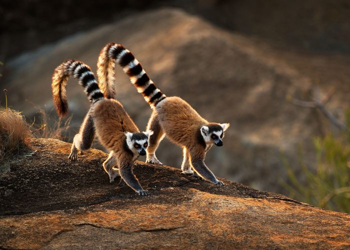 Ring-tailed,Lemur,-,Lemur,Catta,Large,Strepsirrhine,Primate,With,Long,